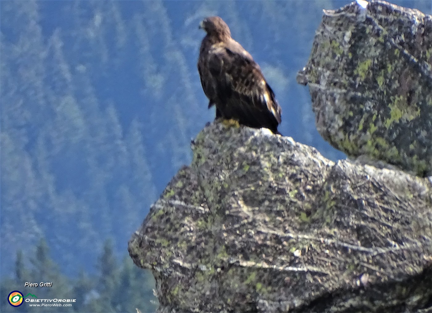 04 Aquila apoollaiata sulle rocce in attenta osservazione.JPG